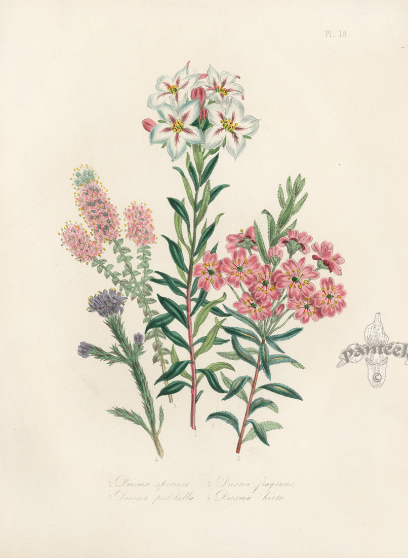 Loudon 1840 The Fragrant Diosma