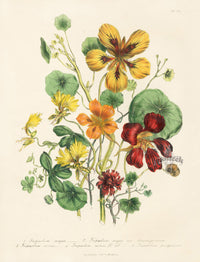 Loudon 1840 The Great Nasturtium - Panteek Antique Prints