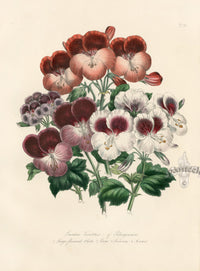 Loudon 1840 The Horse-Shoe Pelargonium - Panteek Antique Prints