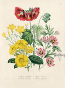 Loudon 1840 The Showy Red-Flowered Mallow - Panteek Antique Prints