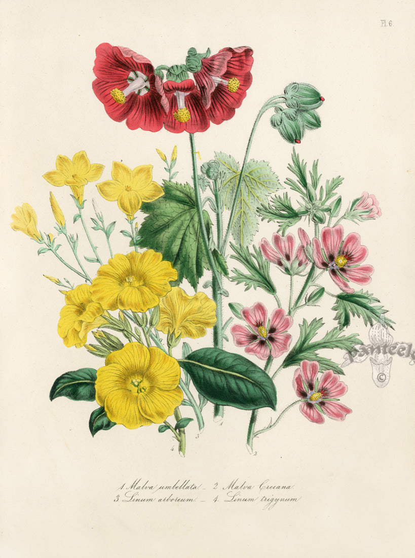 Loudon 1840 The Showy Red-Flowered Mallow