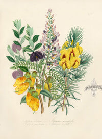 Loudon 1840 The Small-Leaved Edwardsia - Panteek Antique Prints