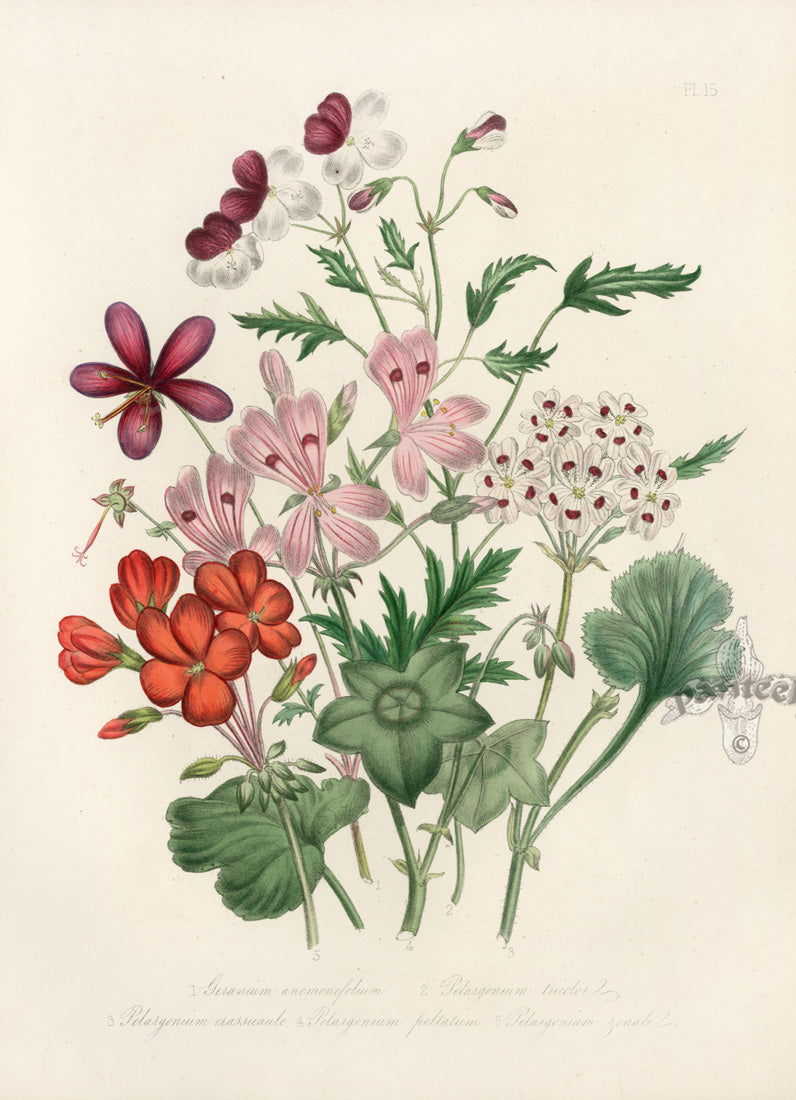 Loudon 1840 The Stork's-Bill