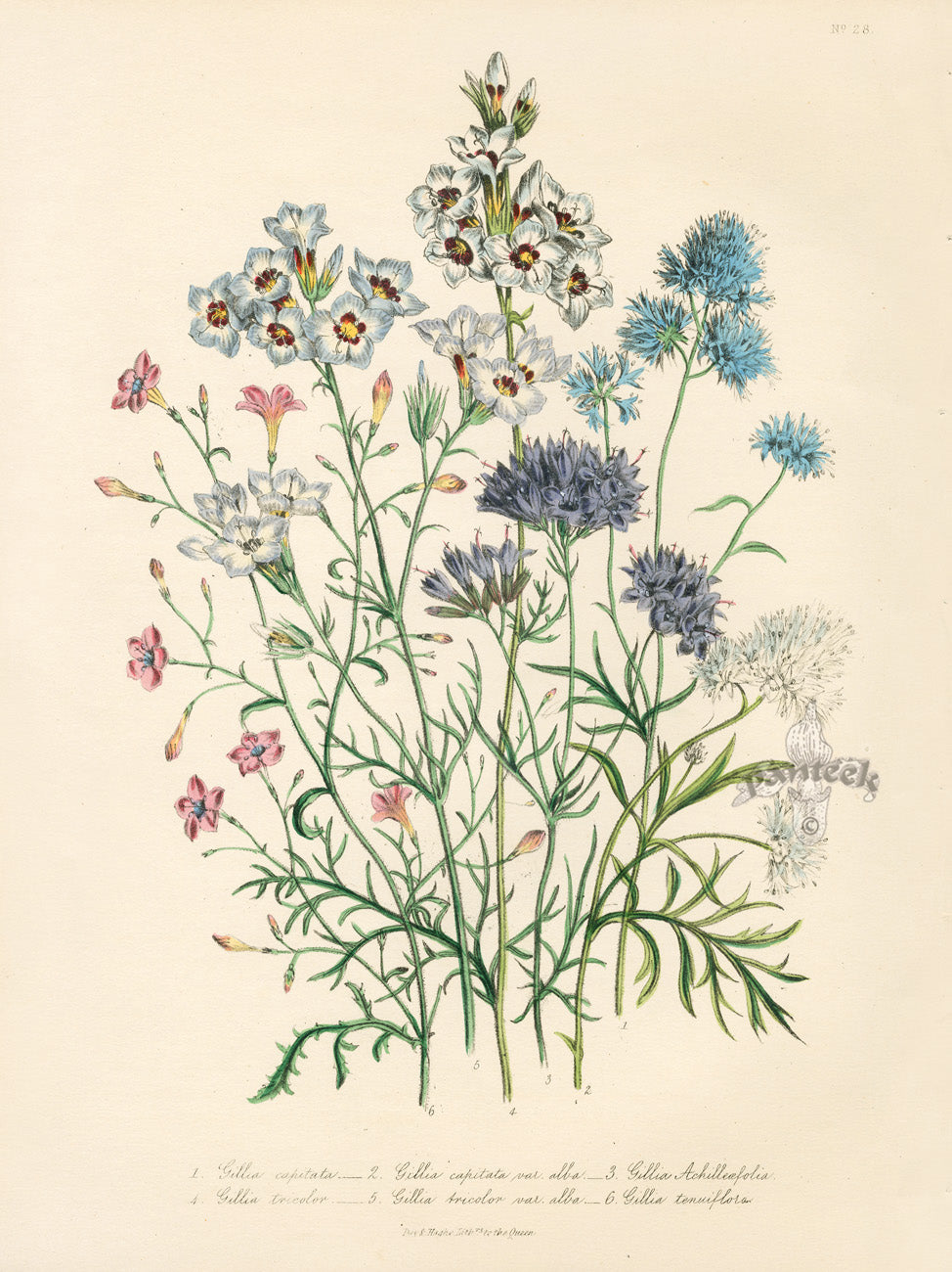 Loudon 1840 The Three-Coloured Gilia