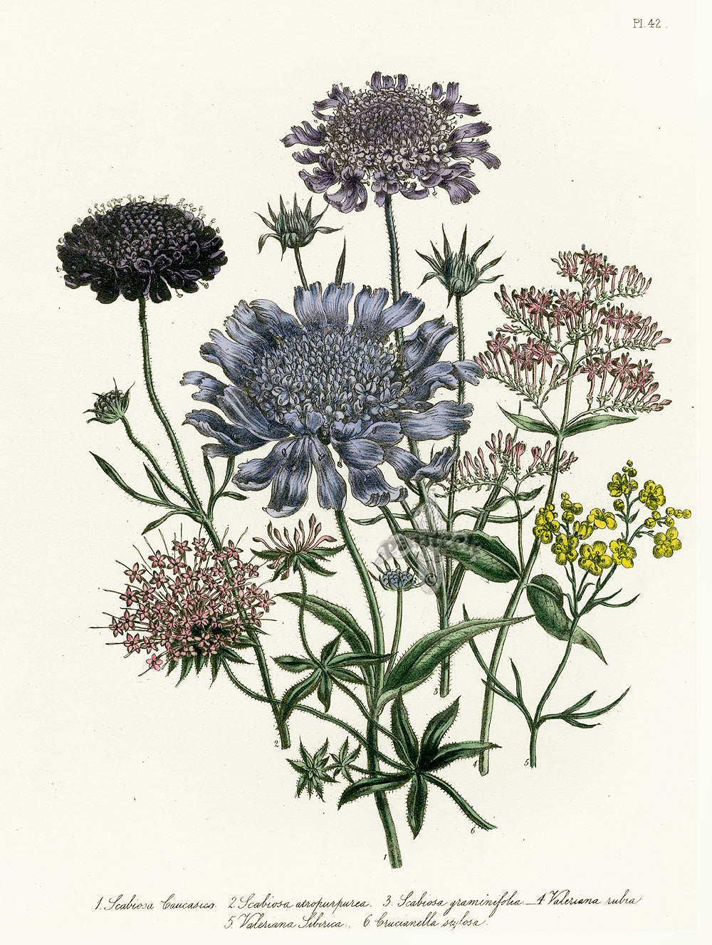 Loudon 1840 Valerian, Scabiosa