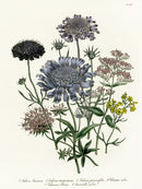 Loudon 1840 Valerian, Scabiosa - Panteek Antique Prints