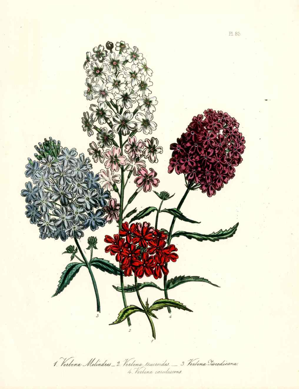 Loudon 1840 Verbena