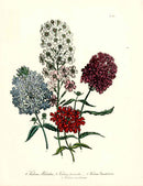 Loudon 1840 Verbena - Panteek Antique Prints