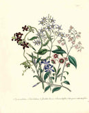 Loudon 1840 Vinca - Panteek Antique Prints