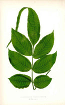 Lowe Antique Colored Fern Print Acrostichum flagelliferum - Panteek Antique Prints