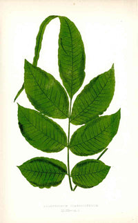 Lowe Antique Colored Fern Print Acrostichum flagelliferum - Panteek Antique Prints