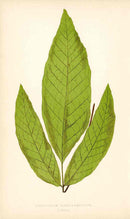 Lowe Antique Colored Fern Print Acrostichum nicotianifolium - Panteek Antique Prints