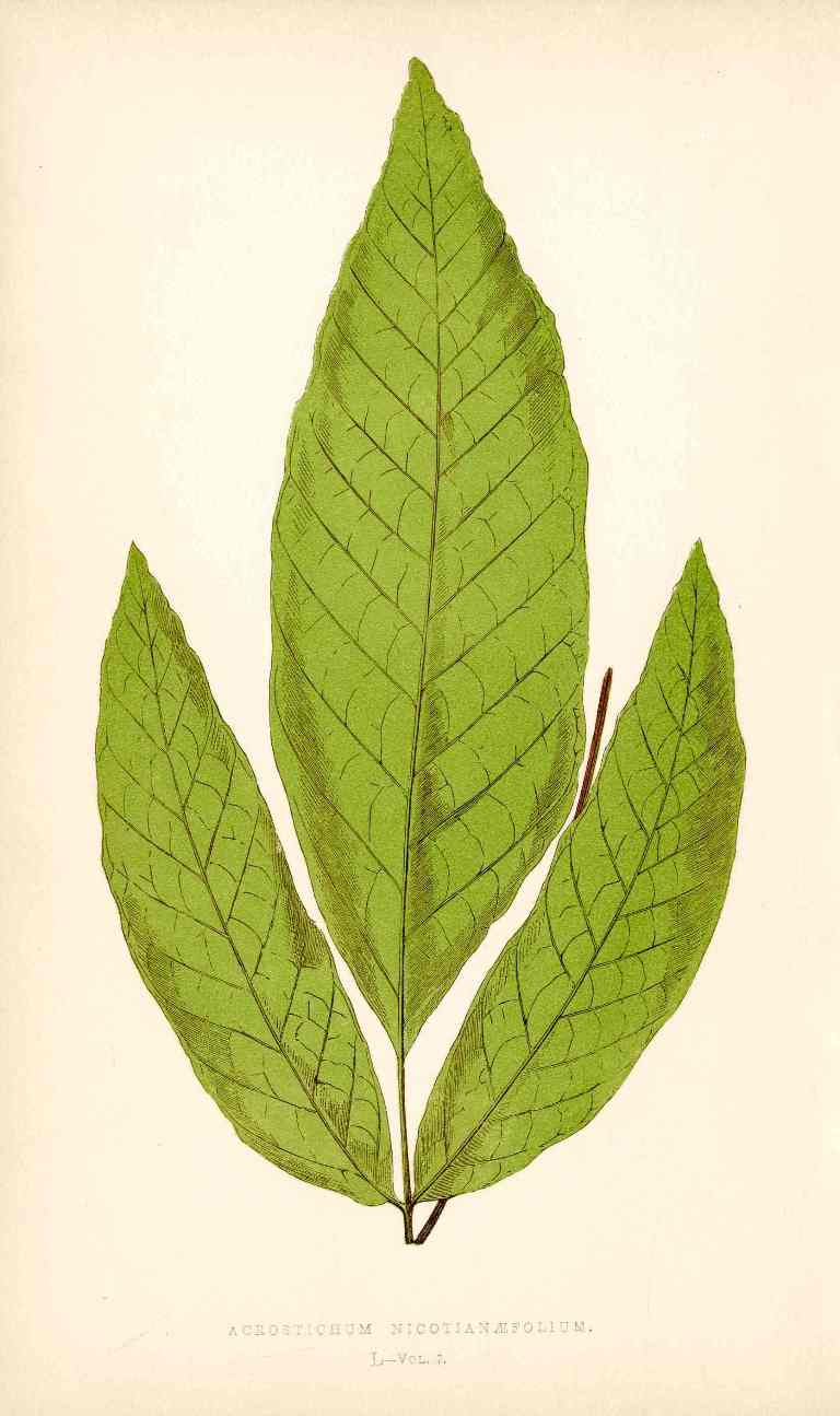 Lowe Antique Colored Fern Print Acrostichum nicotianifolium