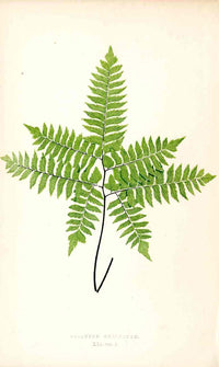 Lowe Antique Colored Fern Print Adiantum Cultratum - Panteek Antique Prints