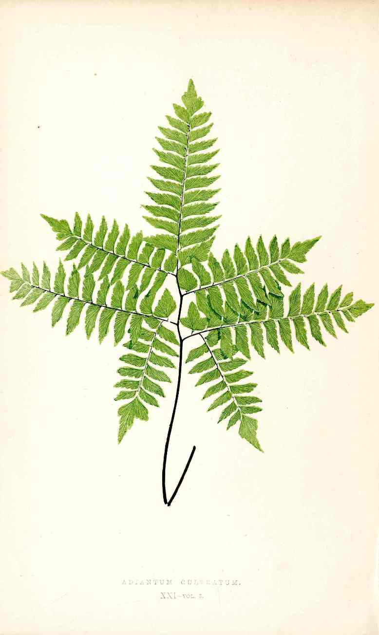 Lowe Antique Colored Fern Print Adiantum Cultratum