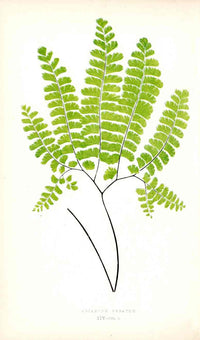 Lowe Antique Colored Fern Print Adiantum Pedatum - Panteek Antique Prints