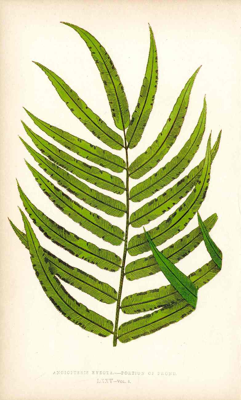 Lowe Antique Colored Fern Print Angiopteris Evecta