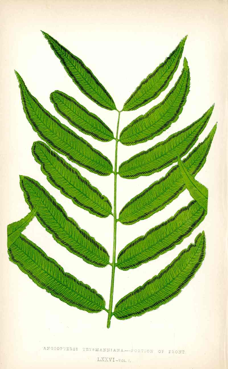 Lowe Antique Colored Fern Print Angiopteris teys.
