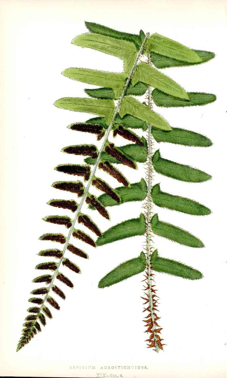 Lowe Antique Colored Fern Print Aspidium Acrostichoides