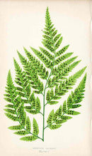 Lowe Antique Colored Fern Print Aspidium capense - Panteek Antique Prints
