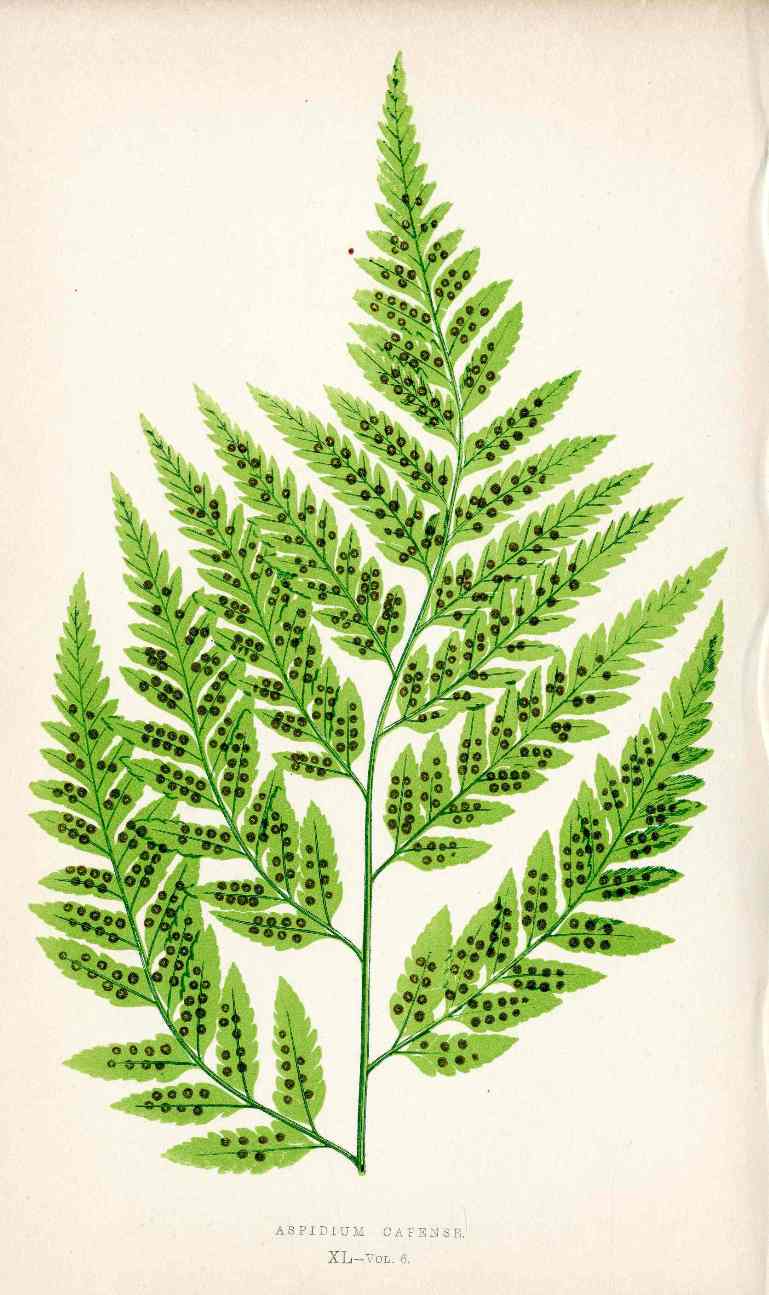 Lowe Antique Colored Fern Print Aspidium capense