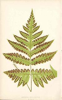 Lowe Antique Colored Fern Print Aspidium coadunatum - Panteek Antique Prints