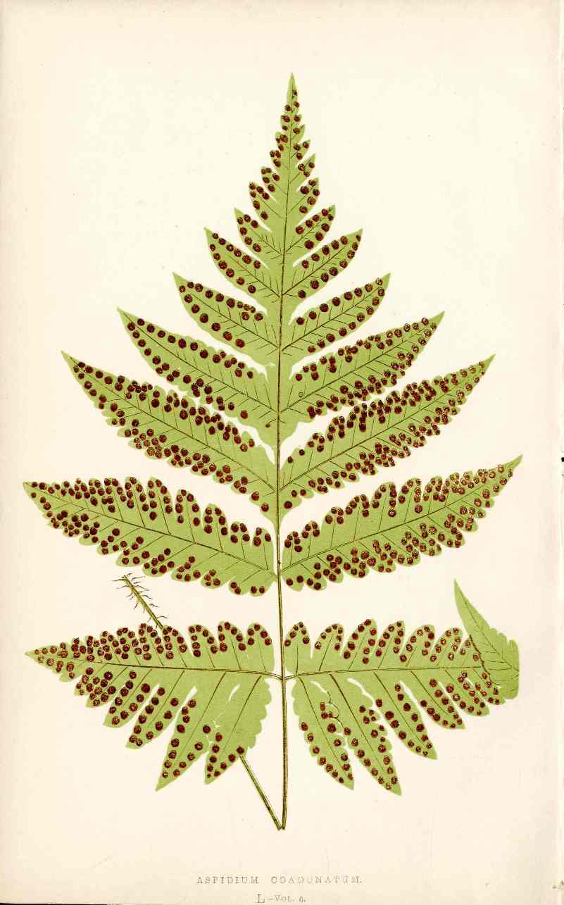 Lowe Antique Colored Fern Print Aspidium coadunatum