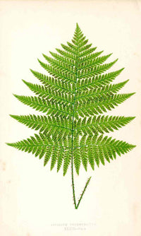 Lowe Antique Colored Fern Print Aspidium Decompositum - Panteek Antique Prints