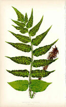 Lowe Antique Colored Fern Print Aspidium falcatum - Panteek Antique Prints