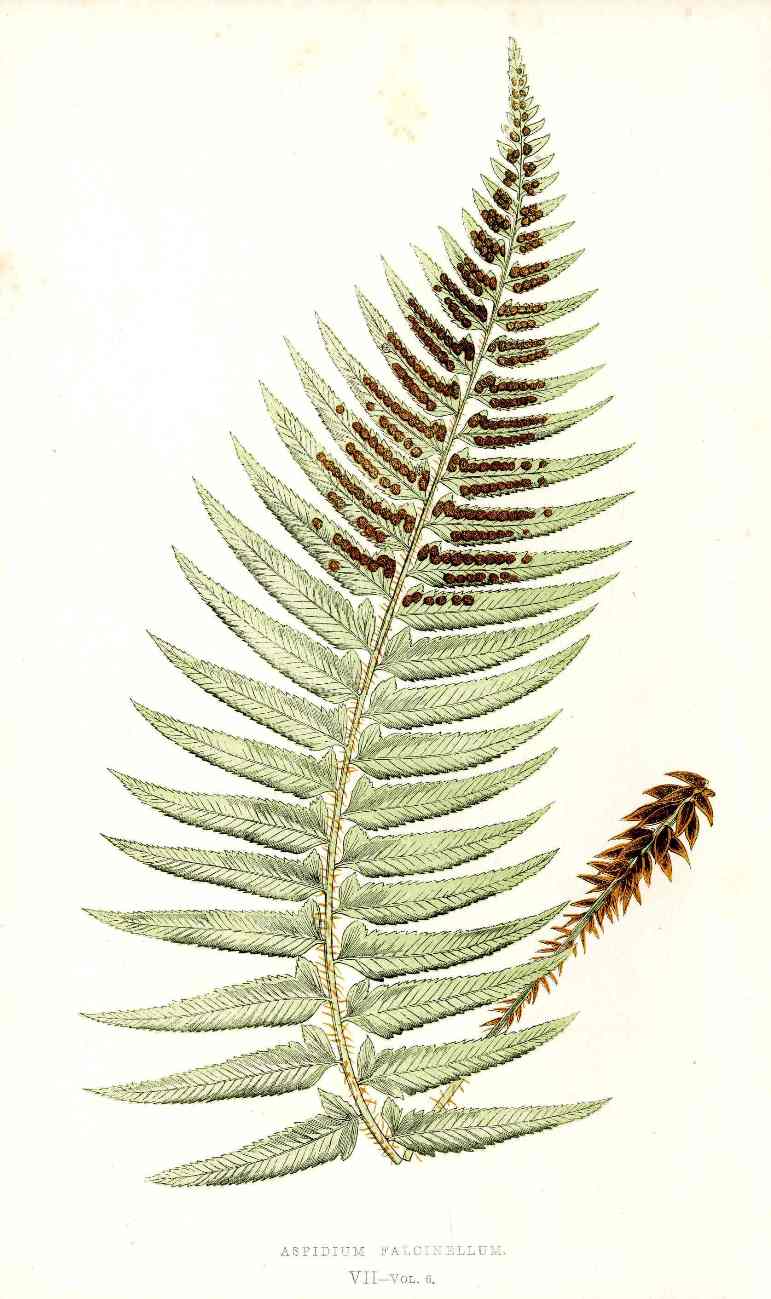 Lowe Antique Colored Fern Print Aspidium falcinellum