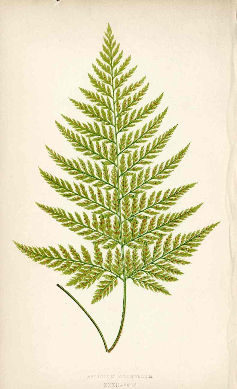 Lowe Antique Colored Fern Print Aspidium glabellum