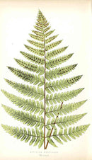 Lowe Antique Colored Fern Print Aspidium marginale - Panteek Antique Prints