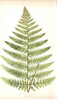 Lowe Antique Colored Fern Print Aspidium marginale - Panteek Antique Prints