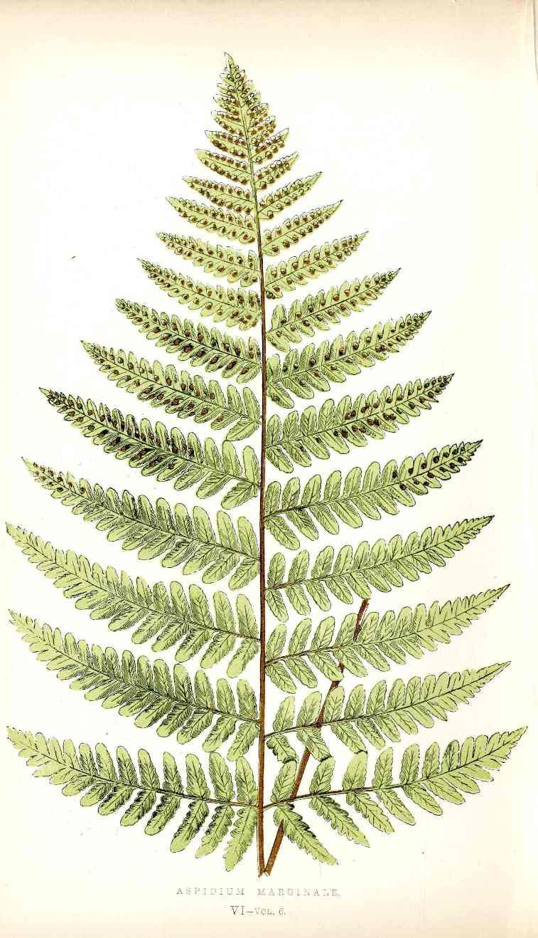 Lowe Antique Colored Fern Print Aspidium marginale