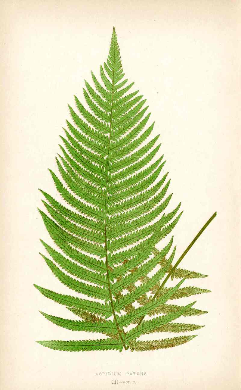 Lowe Antique Colored Fern Print Aspidium patens