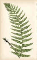Lowe Antique Colored Fern Print Aspidium pungens - Panteek Antique Prints