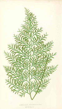 Lowe Antique Colored Fern Print Asplenium diversifolium - Panteek Antique Prints