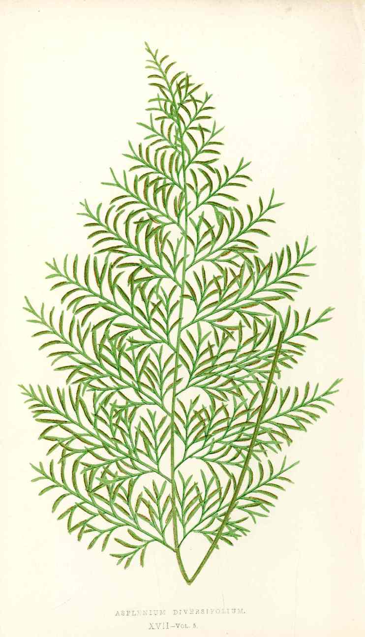 Lowe Antique Colored Fern Print Asplenium diversifolium