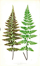 Lowe Antique Colored Fern Print Asplenium Lanceolatum - Panteek Antique Prints