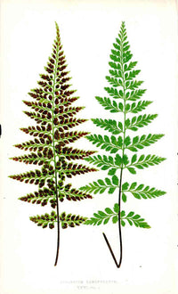 Lowe Antique Colored Fern Print Asplenium Lanceolatum - Panteek Antique Prints