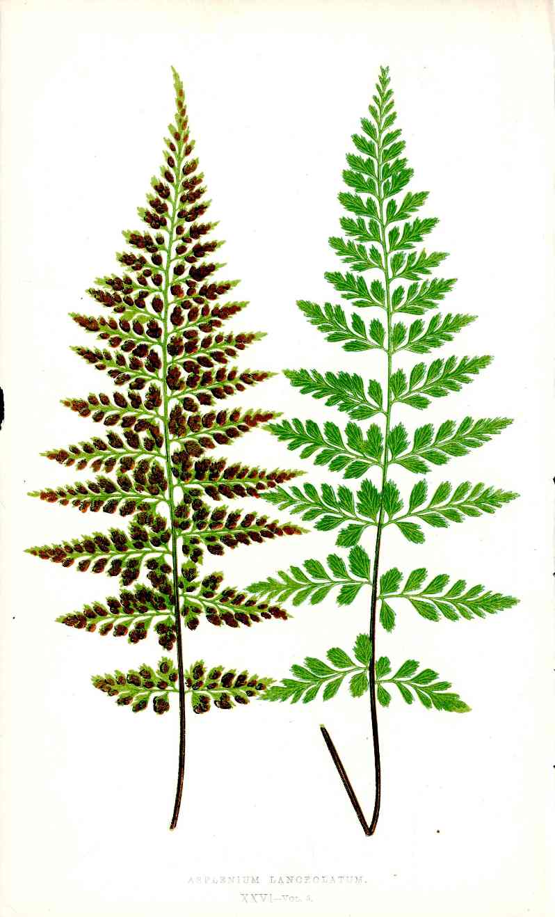 Lowe Antique Colored Fern Print Asplenium Lanceolatum