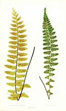 Lowe Antique Colored Fern Print Asplenium Latum - Panteek Antique Prints