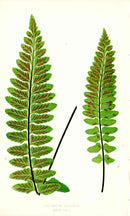 Lowe Antique Colored Fern Print Asplenium Marinum - Panteek Antique Prints