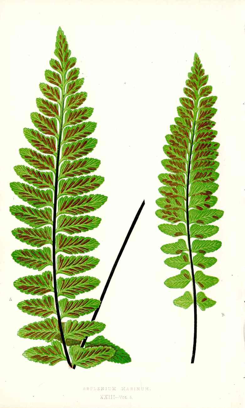 Lowe Antique Colored Fern Print Asplenium Marinum