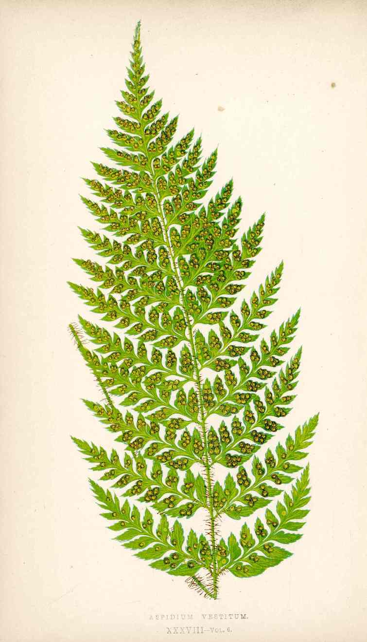 Lowe Antique Colored Fern Print Asplenium vestitum