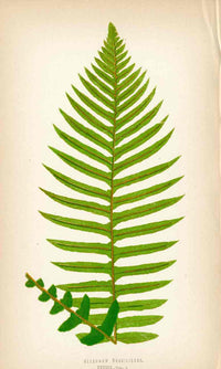 Lowe Antique Colored Fern Print Blechnum brasiliense - Panteek Antique Prints