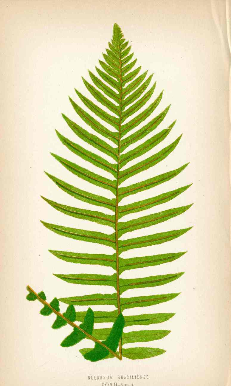 Lowe Antique Colored Fern Print Blechnum brasiliense