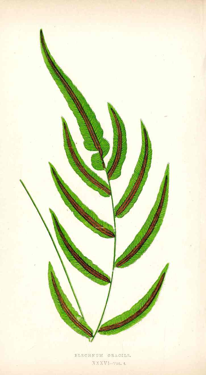 Lowe Antique Colored Fern Print Blechnum gracile