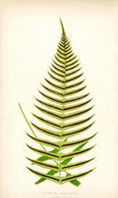 Lowe Antique Colored Fern Print Blechnum occidentale - Panteek Antique Prints