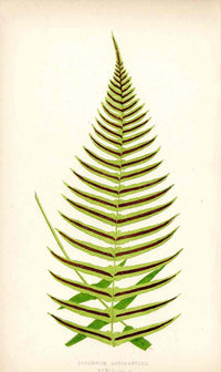 Lowe Antique Colored Fern Print Blechnum occidentale - Panteek Antique Prints